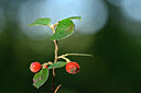 BUITEN BEELD Foto: 440168