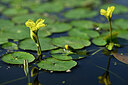 BUITEN BEELD Foto: 440170