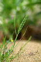 BUITEN BEELD Foto: 440175