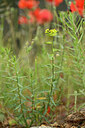 BUITEN BEELD Foto: 440177