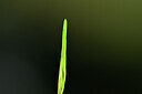 BUITEN BEELD Foto: 440185
