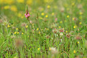 BUITEN BEELD Foto: 440197