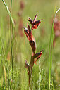 BUITEN BEELD Foto: 440199