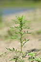 BUITEN BEELD Foto: 440204