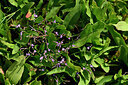BUITEN BEELD Foto: 440213
