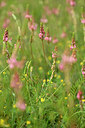 BUITEN BEELD Foto: 440219