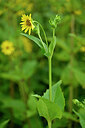 BUITEN BEELD Foto: 440227