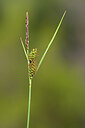 BUITEN BEELD Foto: 440233