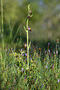 BUITEN BEELD Foto: 440234