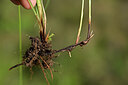 BUITEN BEELD Foto: 440238