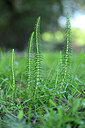 BUITEN BEELD Foto: 440243