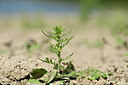 BUITEN BEELD Foto: 440251