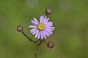 BUITEN BEELD Foto: 440262