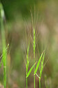 BUITEN BEELD Foto: 440263