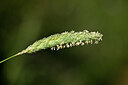 BUITEN BEELD Foto: 440270