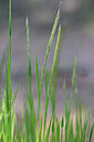 BUITEN BEELD Foto: 440273