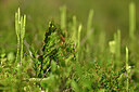 BUITEN BEELD Foto: 440276