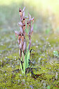 BUITEN BEELD Foto: 440279