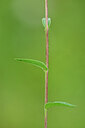 BUITEN BEELD Foto: 440280