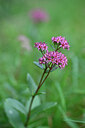 BUITEN BEELD Foto: 440281