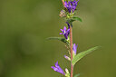 BUITEN BEELD Foto: 440285