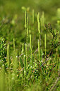 BUITEN BEELD Foto: 440286