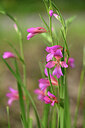 BUITEN BEELD Foto: 440292