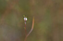 BUITEN BEELD Foto: 440293