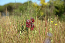BUITEN BEELD Foto: 440294