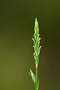 BUITEN BEELD Foto: 440299