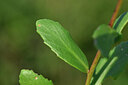 BUITEN BEELD Foto: 440305