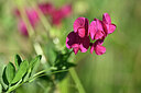 BUITEN BEELD Foto: 440308