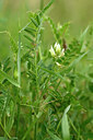 BUITEN BEELD Foto: 440319