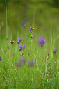 BUITEN BEELD Foto: 440322