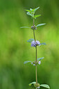 BUITEN BEELD Foto: 440324