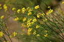 BUITEN BEELD Foto: 440331