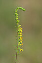 BUITEN BEELD Foto: 440336