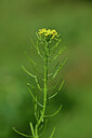 BUITEN BEELD Foto: 440338