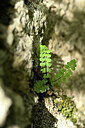 BUITEN BEELD Foto: 440339
