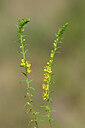 BUITEN BEELD Foto: 440341