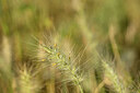 BUITEN BEELD Foto: 440342