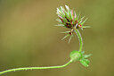 BUITEN BEELD Foto: 440350
