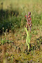 BUITEN BEELD Foto: 440371