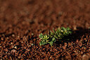BUITEN BEELD Foto: 440373