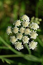 BUITEN BEELD Foto: 440385