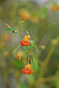 BUITEN BEELD Foto: 440396