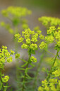 BUITEN BEELD Foto: 440400