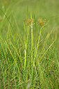 BUITEN BEELD Foto: 440420