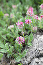 BUITEN BEELD Foto: 440431