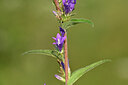 BUITEN BEELD Foto: 440434